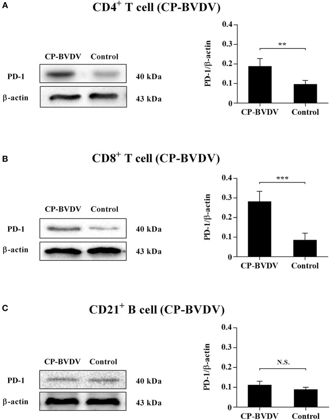 PD-1-Mediated PI3K/Akt/mTOR, Caspase 9/Caspase 3 and ERK Pathways Are Involved in Regulating the Apoptosis and Proliferation of CD4+ and CD8+ T Cells During BVDV Infection in vitro.