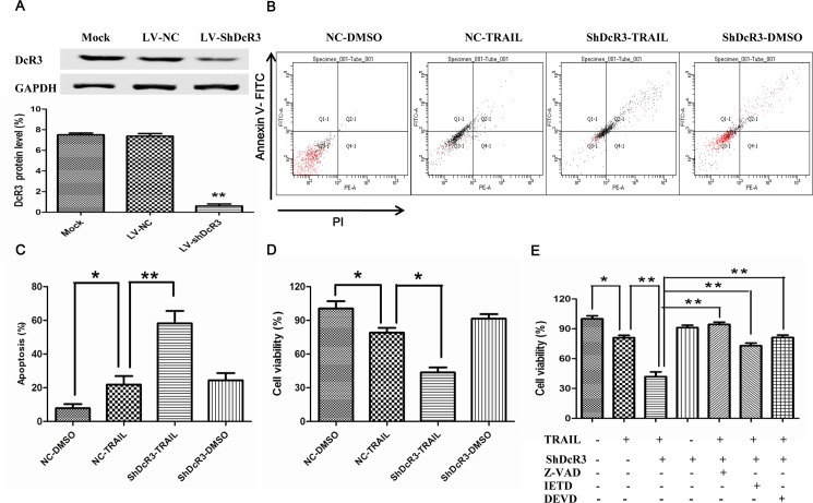 ShDcR3 sensitizes TRAIL-resistant HCC cells by inducing caspase-dependent apoptosis while suppressing NF-κB dependent cFLIPL expression.